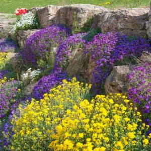 Garden Ideas, Border ideas, Rock Garden ideas, Aurinia Saxatilis, Evergreen Candytuft, Iberis Sempervirens, Aubrieta, Rock Cress,