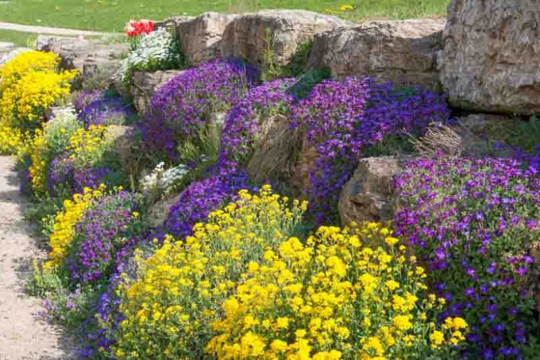 Garden Ideas, Border ideas, Rock Garden ideas, Aurinia Saxatilis, Evergreen Candytuft, Iberis Sempervirens, Aubrieta, Rock Cress,