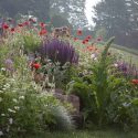 Perennial Combinations, Plant Combinations, Prairie Planting Ideas, Summer Borders, Spring Borders, papaver rhoeas, Salvia nemorosa Caradonna, Sage, Verbascum Olympicum, Greek Mullein, Alliums, Allium Purple Sensation