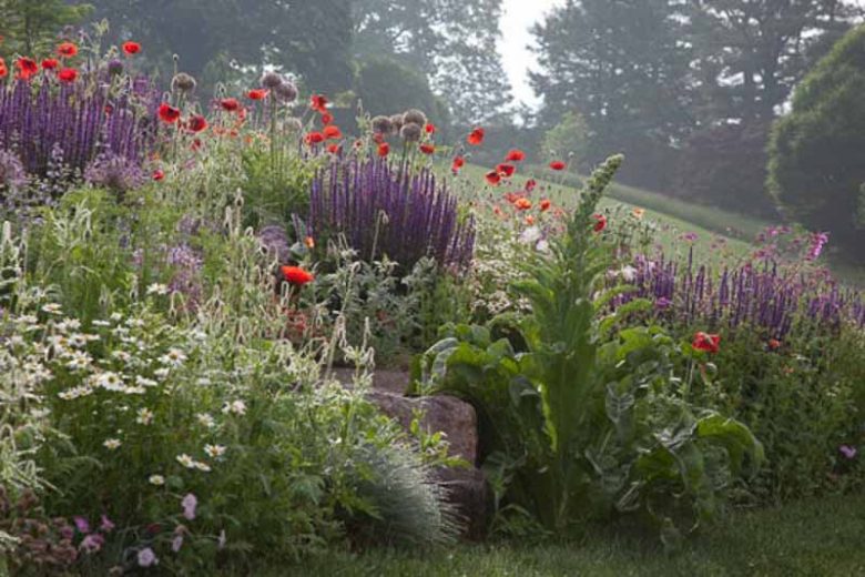Perennial Combinations, Plant Combinations, Prairie Planting Ideas, Summer Borders, Spring Borders, papaver rhoeas, Salvia nemorosa Caradonna, Sage, Verbascum Olympicum, Greek Mullein, Alliums, Allium Purple Sensation