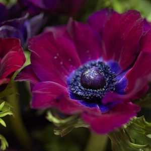 Anemone coronoria Bordeaux, Poppy Anemone 'Bordeaux', Spanish Marigold 'Bordeaux', Windflower 'Bordeaux', Crown Windflower 'Bordeaux', Anemone coronaria De Caen,Burgundy Poppy Anemone, Burgundy Anemone de Caen, Purple Poppy Anemone, Purple Anemone de Caen