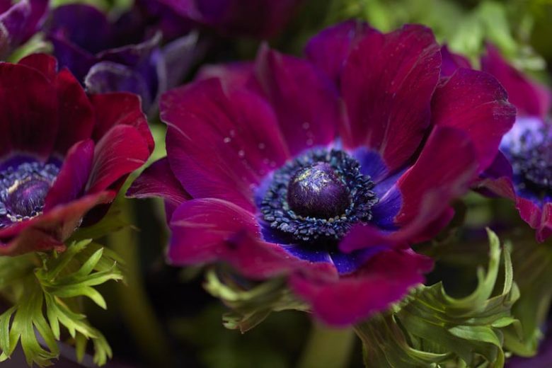 Anemone coronoria Bordeaux, Poppy Anemone 'Bordeaux', Spanish Marigold 'Bordeaux', Windflower 'Bordeaux', Crown Windflower 'Bordeaux', Anemone coronaria De Caen,Burgundy Poppy Anemone, Burgundy Anemone de Caen, Purple Poppy Anemone, Purple Anemone de Caen