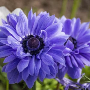 Anemone coronoria Lord Lieutenant, Anemone Lord Lieutenant Poppy Anemone Lord Lieutenant, Spanish Marigold Lord Lieutenant,Blue Poppy Anemone, Blue Anemone, Double Anemone,