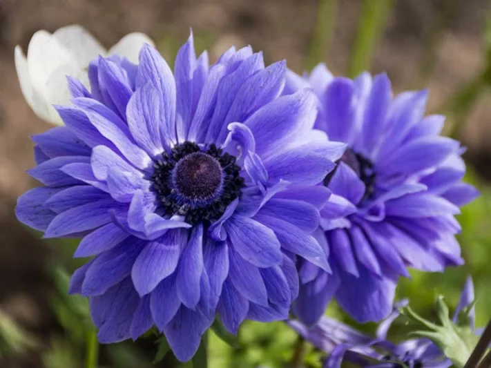 Anemone coronoria Lord Lieutenant, Anemone Lord Lieutenant Poppy Anemone Lord Lieutenant, Spanish Marigold Lord Lieutenant,Blue Poppy Anemone, Blue Anemone, Double Anemone,