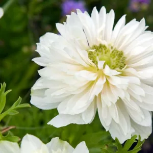 Anemone coronoria Mount Everest, Anemone Mount Everest, Poppy Anemone Mount Everest, Spanish Marigold Mount Everest, Mount Everest Anemone, White Anemone, Double Anemone