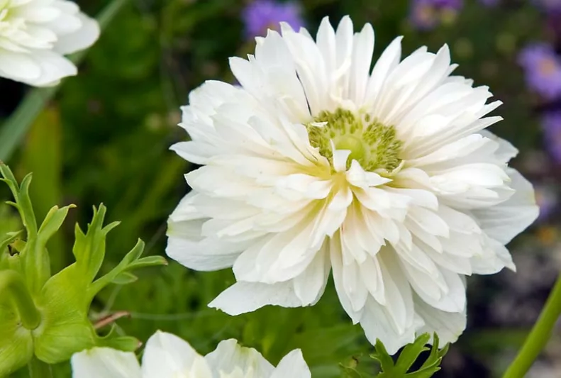 Anemone coronoria Mount Everest, Anemone Mount Everest, Poppy Anemone Mount Everest, Spanish Marigold Mount Everest, Mount Everest Anemone, White Anemone, Double Anemone