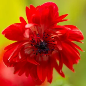 Anemone coronoria The Governor, Poppy Anemone 'The Governor', Spanish Marigold 'The Governor', Windflower 'The Governor', Crown Windflower 'The Governor', Anemone coronaria De Caen,Red Poppy Anemone, Red Anemone de Caen