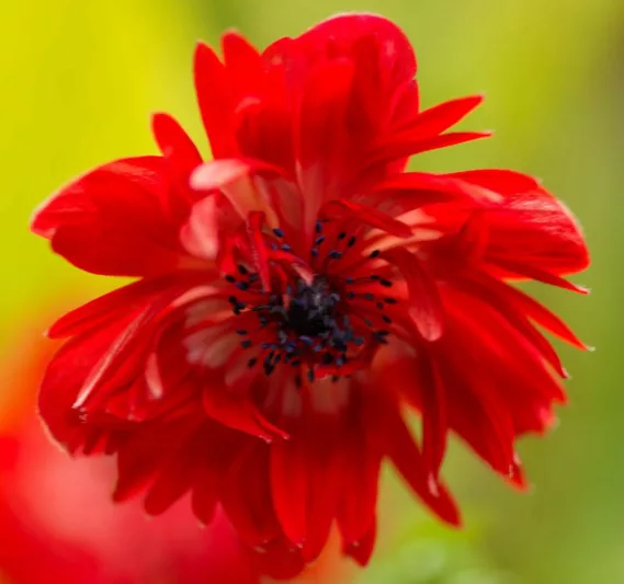 Anemone coronoria The Governor, Poppy Anemone 'The Governor', Spanish Marigold 'The Governor', Windflower 'The Governor', Crown Windflower 'The Governor', Anemone coronaria De Caen,Red Poppy Anemone, Red Anemone de Caen