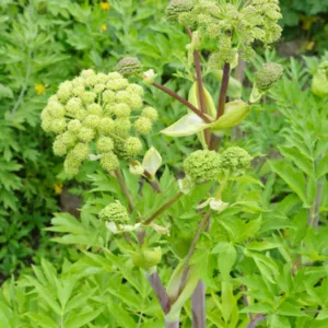 Angelica Archangelica, Angelica, Garden Angelica, Norwegian Angelica, Holy Ghost, Archangel, Angelica officinalis