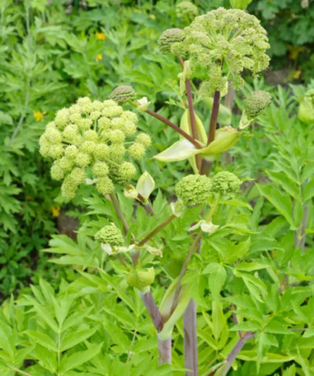 Angelica Archangelica, Angelica, Garden Angelica, Norwegian Angelica, Holy Ghost, Archangel, Angelica officinalis