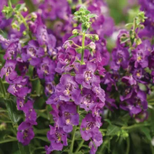 Angelonia 'Angelface Blue', Summer Snapdragon 'Angelface Blue', Angelface Blue Summer Snapdragon, Angelonia hybrid 'ANBLU140', Blue Angelonia, Blue Flowers