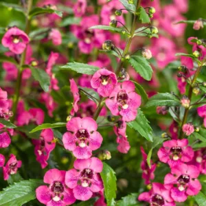 Angelonia 'Angelface Perfectly Pink', Summer Snapdragon 'Angelface Perfectly Pink', Angelface Perfectly Pink Summer Snapdragon, Angelonia hybrid 'ANWEDG116', Pink Angelonia, Pink Flowers