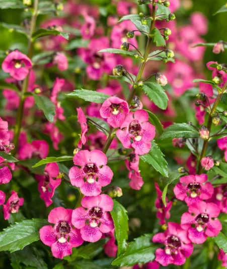 Angelonia 'Angelface Perfectly Pink', Summer Snapdragon 'Angelface Perfectly Pink', Angelface Perfectly Pink Summer Snapdragon, Angelonia hybrid 'ANWEDG116', Pink Angelonia, Pink Flowers