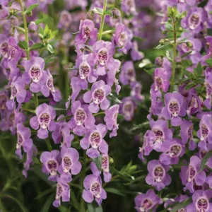 Angelonia 'Angelface Steel Blue', Summer Snapdragon 'Angelface Steel Blue', Angelface Steel Blue Summer Snapdragon, Angelonia hybrid 'ANSTEEL0', Lavender Angelonia, Lavender Flowers