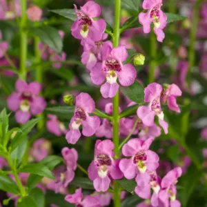 Angelonia 'Angelface Super Pink', Summer Snapdragon 'Angelface Super Pink', Angelface Super Pink Summer Snapdragon, Pink Angelonia, Pink Flowers