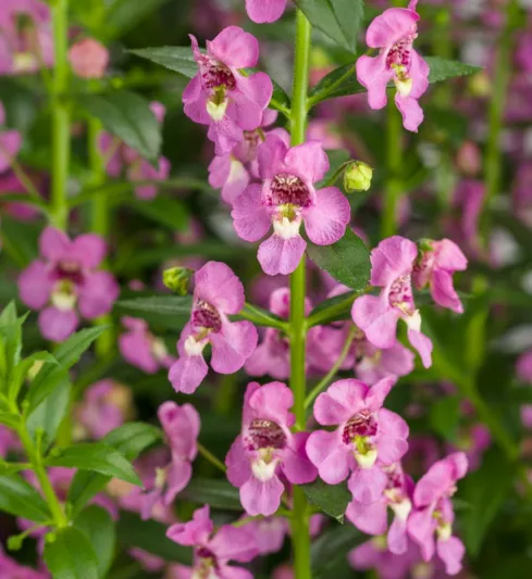Angelonia 'Angelface Super Pink', Summer Snapdragon 'Angelface Super Pink', Angelface Super Pink Summer Snapdragon, Pink Angelonia, Pink Flowers