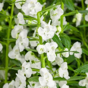 Angelonia 'Angelface Super White', Summer Snapdragon 'Angelface Super White', Angelface Super White Summer Snapdragon, White Angelonia, White Flowers