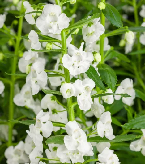 Angelonia 'Angelface Super White', Summer Snapdragon 'Angelface Super White', Angelface Super White Summer Snapdragon, White Angelonia, White Flowers