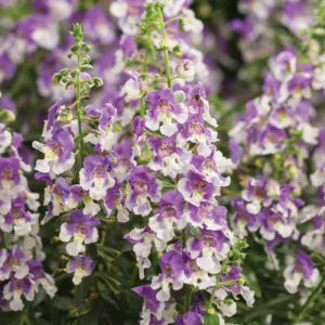 Angelonia 'Angelface Wedgwood Blue', Summer Snapdragon 'Angelface Wedgwood Blue', Angelface Wedgwood Blue Summer Snapdragon, Angelonia hybrid 'ANWEDG116', Bicolor Angelonia, Bicolor Flowers