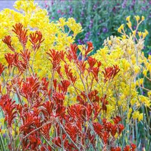 Anigozanthos, Kangaroo Paw, Drought tolerant flowers, Orange flowers, Red flowers, Yellow Flowers, Pink flowers