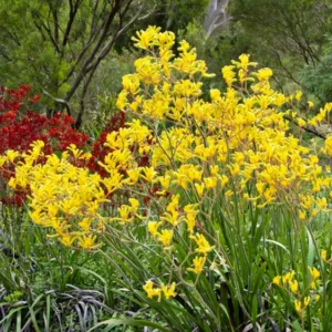 Anigozanthos flavidus, Kangaroo Paw, Drought tolerant flowers, Orange flowers, Red flowers, Yellow Flowers, Pink flowers
