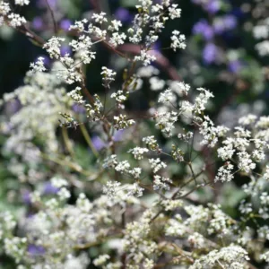 Anthriscus sylvestris 'Ravenswing',Cow Parsley 'Ravenswing', Cow Weed 'Ravenswing', Deil's Meal 'Ravenswing', Keck 'Ravenswing', Mock Chervil 'Ravenswing', Orchard Weed 'Ravenswing', Queen Anne's Lace 'Ravenswing',  Wild Caraway 'Ravenswing',  Wild Chervil 'Ravenswing', Wild Parsley 'Ravenswing', White Flowers, perennial plants, long-lasting flowers