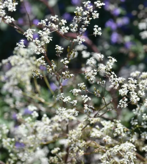 Anthriscus sylvestris 'Ravenswing',Cow Parsley 'Ravenswing', Cow Weed 'Ravenswing', Deil's Meal 'Ravenswing', Keck 'Ravenswing', Mock Chervil 'Ravenswing', Orchard Weed 'Ravenswing', Queen Anne's Lace 'Ravenswing',  Wild Caraway 'Ravenswing',  Wild Chervil 'Ravenswing', Wild Parsley 'Ravenswing', White Flowers, perennial plants, long-lasting flowers