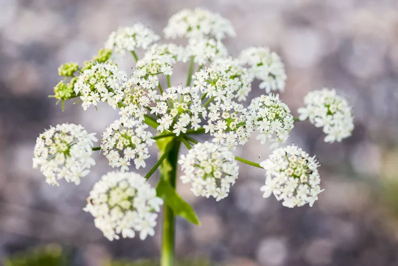 Anthriscus sylvestris,Cow Parsley, Cow Weed, Deil's Meal, Keck, Mock Chervil, Orchard Weed, Queen Anne's Lace,  Wild Caraway,  Wild Chervil, Wild Parsley, White Flowers, perennial plants, long-lasting flowers