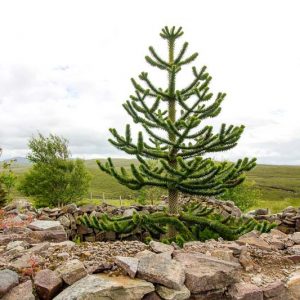 Araucaria araucana, Monkey Puzzle, Money Puzzle Tree, Chile Pine, Evergreen Conifer, Evergreen Shrub, Evergreen Tree,