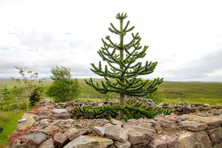 Araucaria araucana, Monkey Puzzle, Money Puzzle Tree, Chile Pine, Evergreen Conifer, Evergreen Shrub, Evergreen Tree,