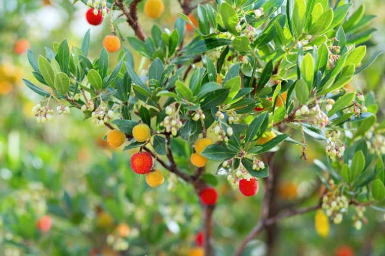Arbutus unedo,Strawberry Tree, Cane Apple, Dalmatian Strawberry, Killarney Strawberry Tree, Evergreen Shrubs, White flowers, Pink flowers, Red Fruits, Yellow Fruits, drought tolerant flowers, Flowering Tree