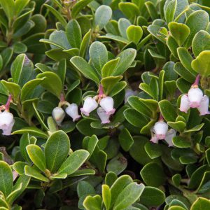 Arctostaphylos uva-ursi, Bearberry,  Creeping Manzanita, Common Bearberry, Kinninnick, Kinnikinnick, Pinemat Manzanita, Evergreen Shrub, Hardy Shrub, Shrub with berries