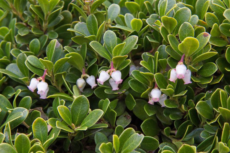 Arctostaphylos uva-ursi, Bearberry,  Creeping Manzanita, Common Bearberry, Kinninnick, Kinnikinnick, Pinemat Manzanita, Evergreen Shrub, Hardy Shrub, Shrub with berries