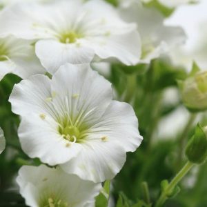 Arenaria Montana, Sandwort, Mountain Daisy, Mountain Sandwort, white flowers, ground covers, grouncover, perennial ground cover