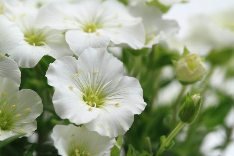 Arenaria Montana, Sandwort, Mountain Daisy, Mountain Sandwort, white flowers, ground covers, grouncover, perennial ground cover