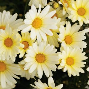 Marguerite Vanilla Butterfly®, Paris Daisy Vanilla Butterfly®, Cobbitty Daisy Vanilla Butterfly®, Argyranthemum frutescens 'G15104', Yellow Flowers