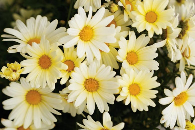 Marguerite Vanilla Butterfly®, Paris Daisy Vanilla Butterfly®, Cobbitty Daisy Vanilla Butterfly®, Argyranthemum frutescens 'G15104', Yellow Flowers