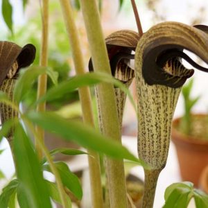 Arisaema thunbergii subsp. urashima, Japanese Cobra Lily, Dominatrix Jack-in-the-Pulpit, Shade perennial, Shade flowers