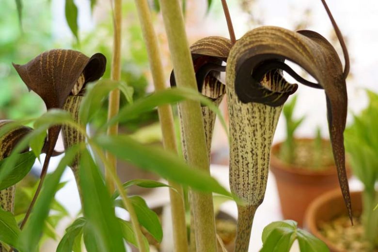 Arisaema thunbergii subsp. urashima, Japanese Cobra Lily, Dominatrix Jack-in-the-Pulpit, Shade perennial, Shade flowers