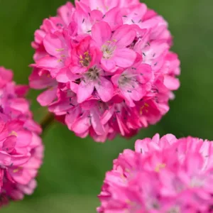 Armeria Maritima , Sea Thrift, Thrift, Sea Pink, Cliff Rose, Cushion Pink, Lady's Cushion, Lady's Pincushion, Marsh Daisy, Sea Gilliflower, Sea Grass, ground covers, grouncover, perennial ground cover