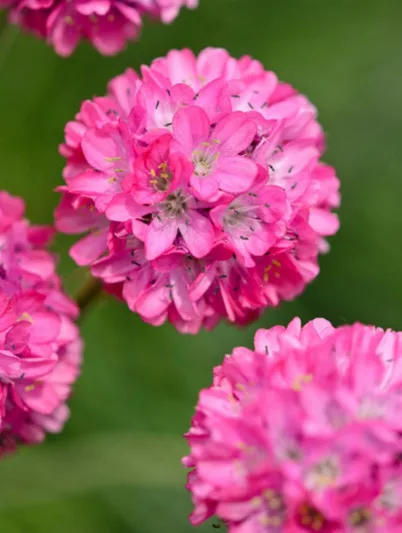 Armeria Maritima , Sea Thrift, Thrift, Sea Pink, Cliff Rose, Cushion Pink, Lady's Cushion, Lady's Pincushion, Marsh Daisy, Sea Gilliflower, Sea Grass, ground covers, grouncover, perennial ground cover