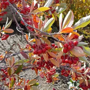 Aronia Arbutifolia Brilliantissima, Red Chokeberry, Red Chokeberry 'Brilliantissima', 'Brilliantissima' Chokeberry, Photinia pyriflolia