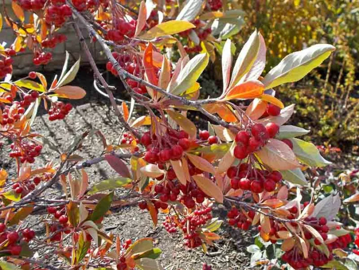 Aronia Arbutifolia Brilliantissima, Red Chokeberry, Red Chokeberry 'Brilliantissima', 'Brilliantissima' Chokeberry, Photinia pyriflolia