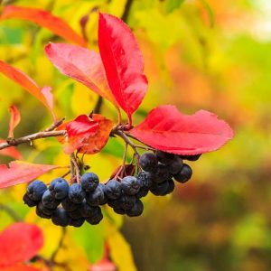 Aronia Melanocarpa, Black Chokeberry, shrub, berries, fall color