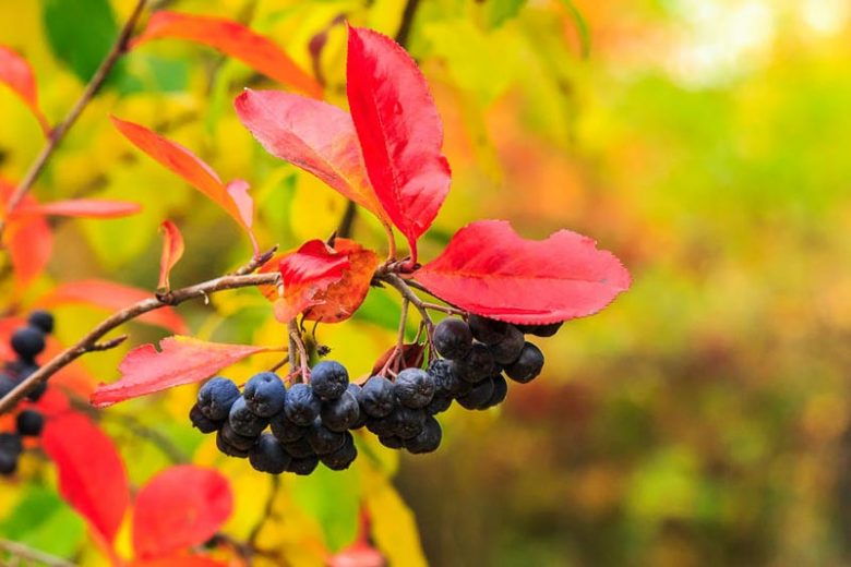 Aronia Melanocarpa, Black Chokeberry, shrub, berries, fall color
