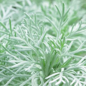 Artemisia Schmidtiana 'Nana', (Wormwood), Dwarf Schmidt Wormwood, Wormwood 'Nana, Silver foliage plant, aromatic foliage plant, Silver Mound Artemisia