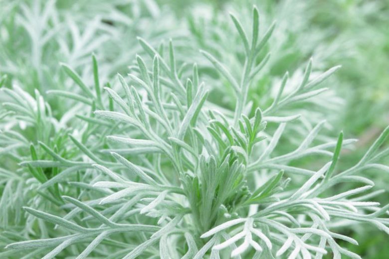 Artemisia Schmidtiana 'Nana', (Wormwood), Dwarf Schmidt Wormwood, Wormwood 'Nana, Silver foliage plant, aromatic foliage plant, Silver Mound Artemisia