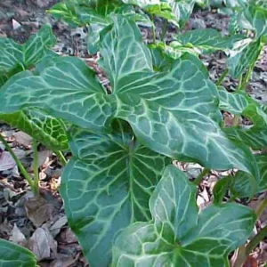 Arum Italicum, Italian Arum, Shade Perennial