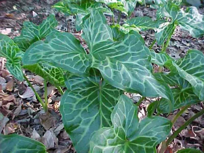 Arum Italicum, Italian Arum, Shade Perennial