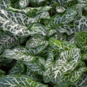 Arum Italicum subsp. Italicum 'Marmoratum', Italian Arum 'Marmoratum', Arum italicum marmoratum, Arum italicum 'Pictum', Arum italicum var. pictum, Shade Perennial